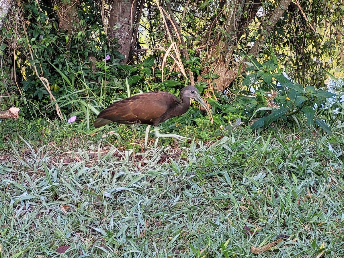 Ibis Verde - ML605909261