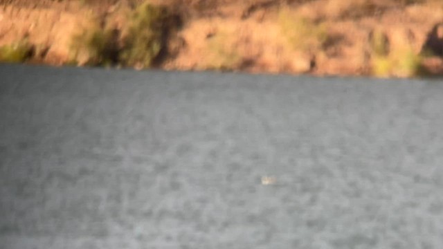 Red-billed Tropicbird - ML605909391