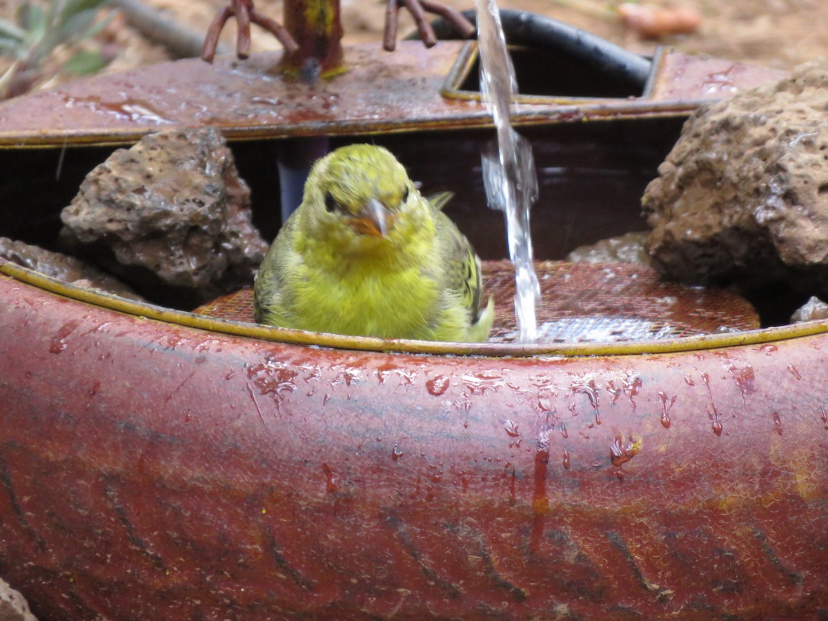 Western Tanager - ML605909471