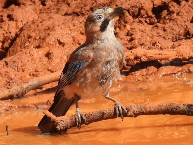 Eurasian Jay - ML605910161