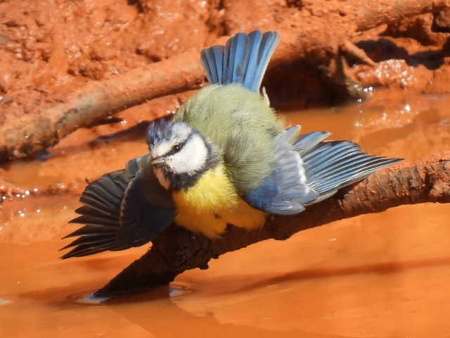 Eurasian Blue Tit - ML605910211