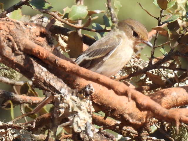 European Pied Flycatcher - ML605910661