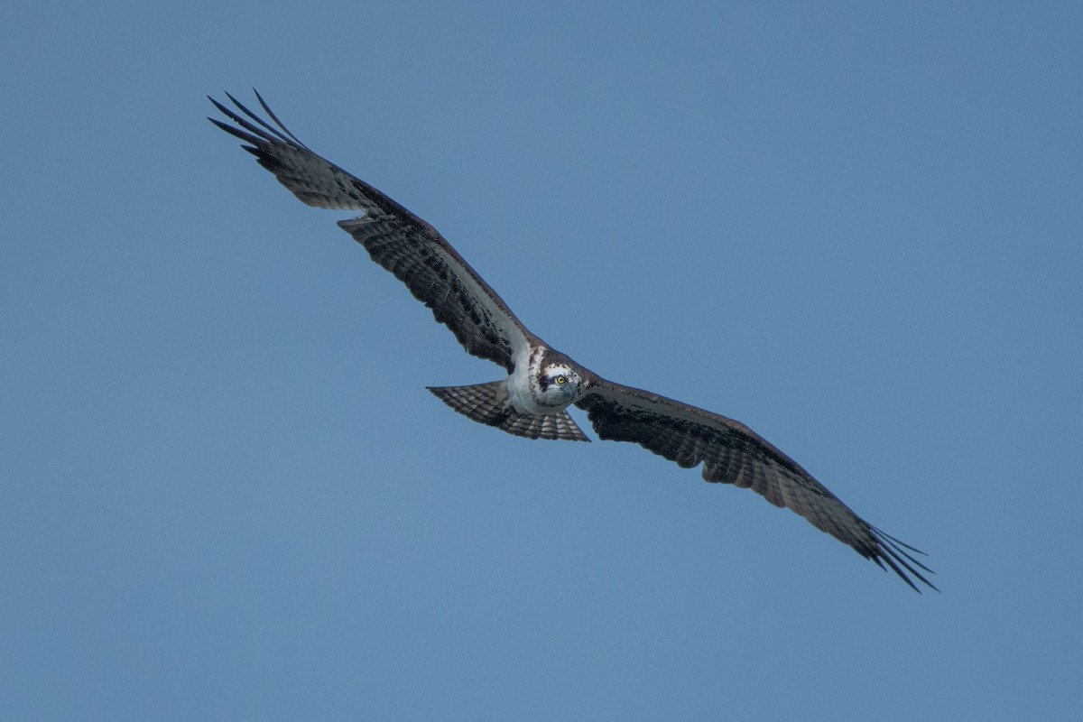 Balbuzard pêcheur - ML605910671