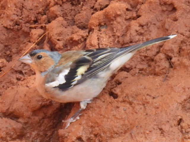 Common Chaffinch - ML605910681