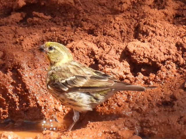 European Serin - ML605911371