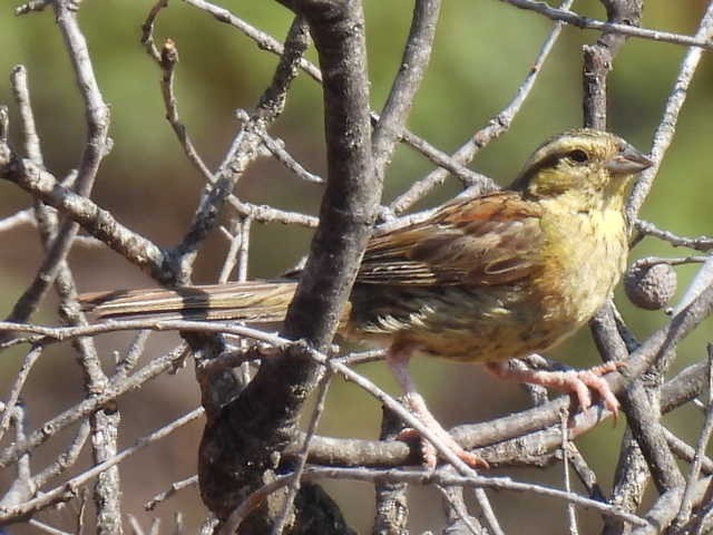 Cirl Bunting - ML605911821