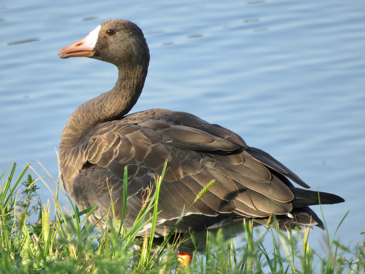 Greater White-fronted Goose - ML605912241