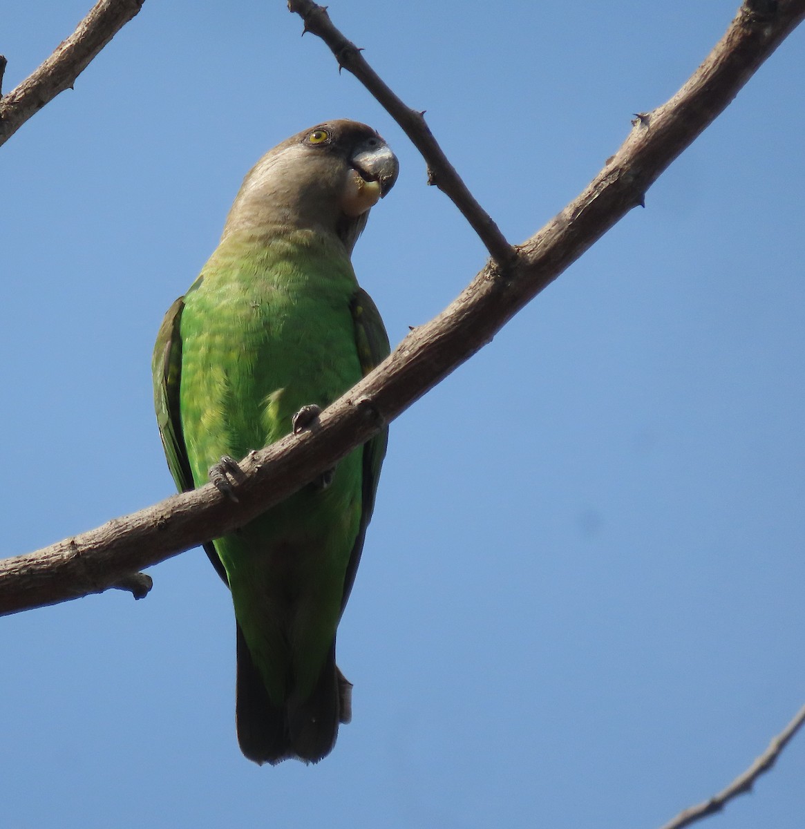 papoušek hnědohlavý - ML605912361