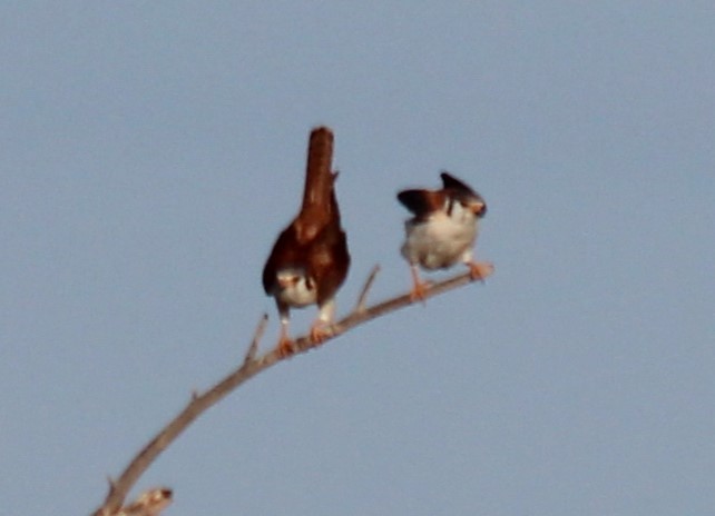 American Kestrel - ML605912671