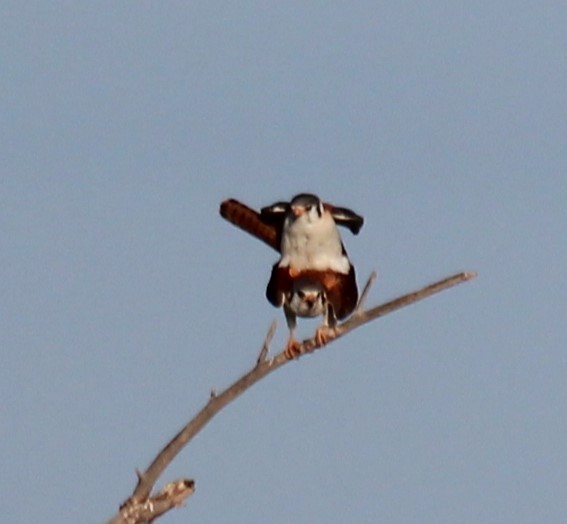 American Kestrel - ML605912681