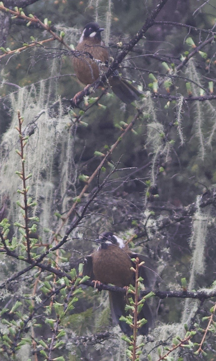 Black-faced Laughingthrush - ML605913641