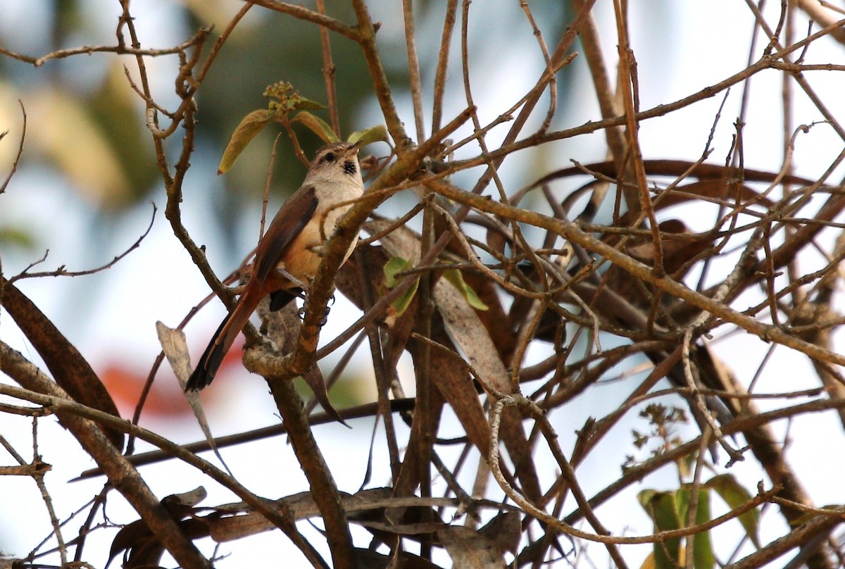 Creamy-breasted Canastero (Rusty-vented) - ML605914521