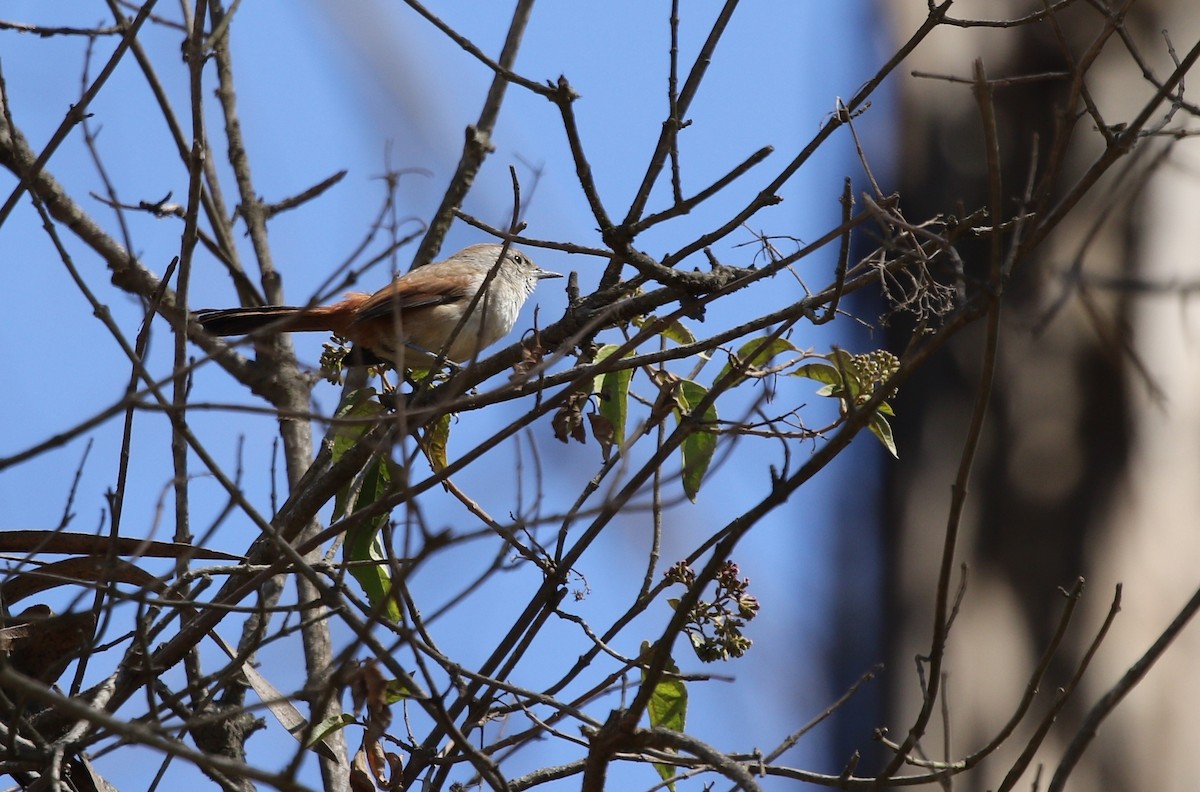 Creamy-breasted Canastero (Rusty-vented) - ML605914531