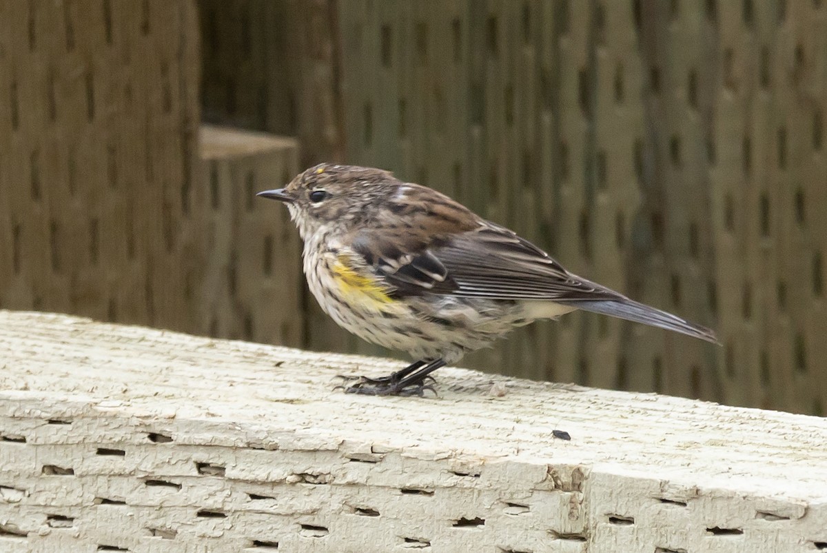 Yellow-rumped Warbler - ML605914731