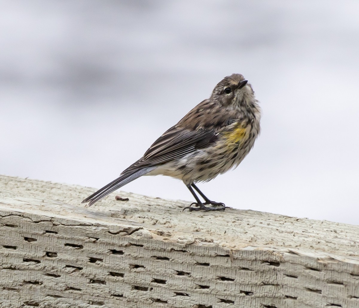Yellow-rumped Warbler - Jean Crépeau