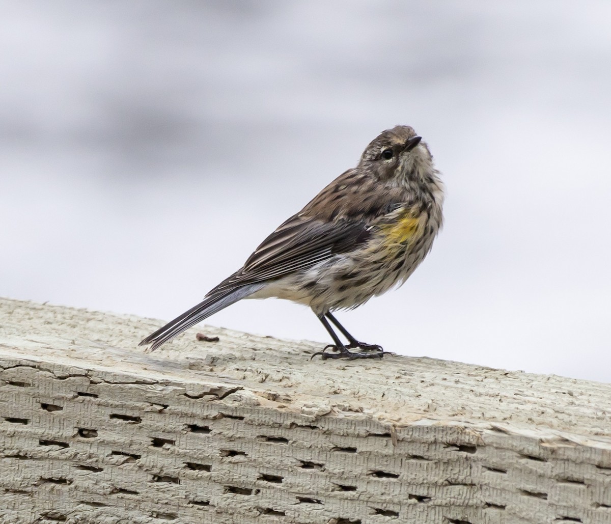 Yellow-rumped Warbler - ML605914761