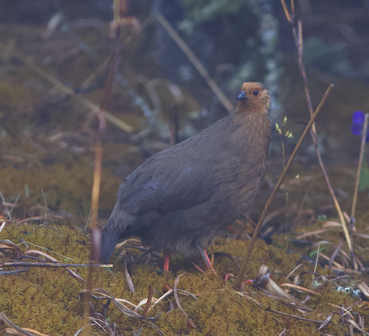 Blood Pheasant - ML605915011