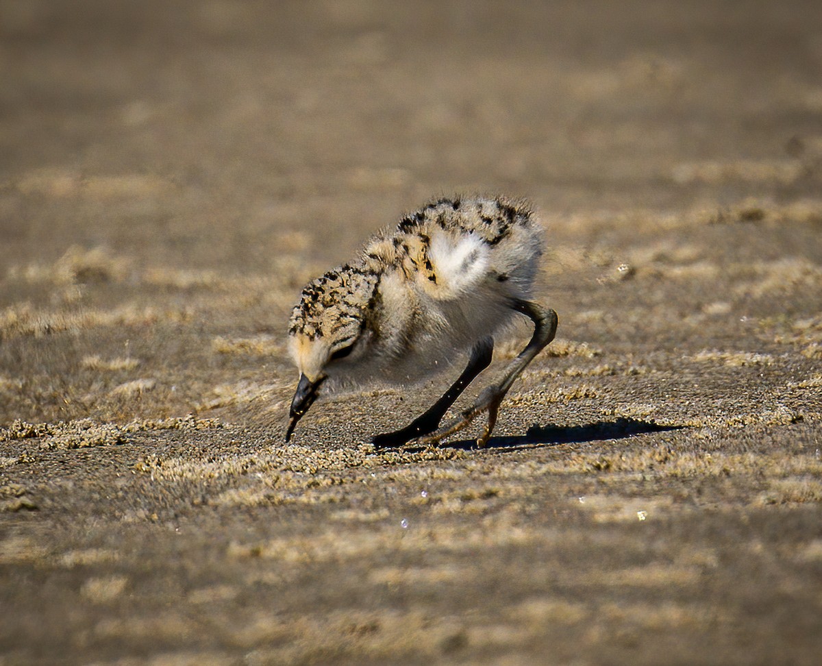 Snowy Plover - ML605916251