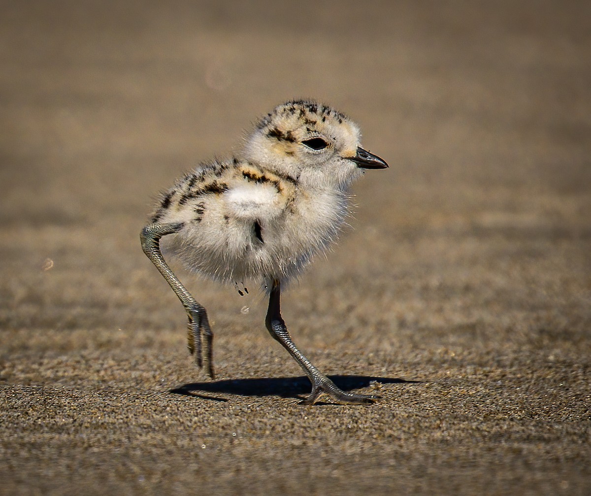 Snowy Plover - ML605916271