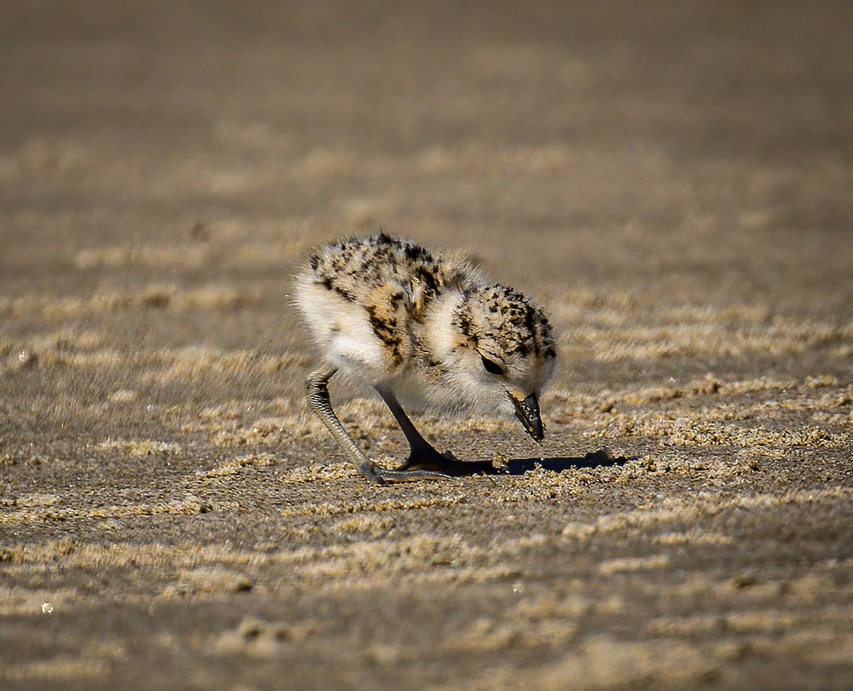 Snowy Plover - ML605916281