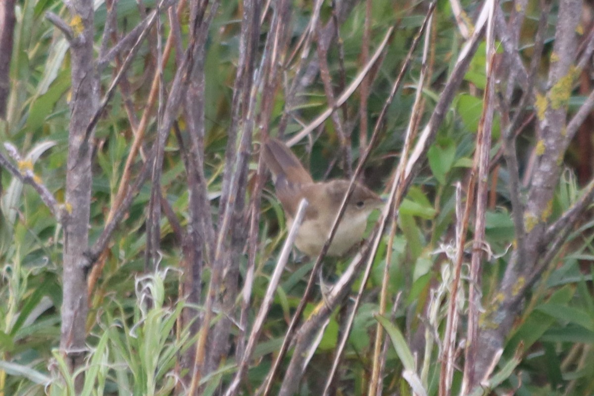 Common Reed Warbler - ML605916541