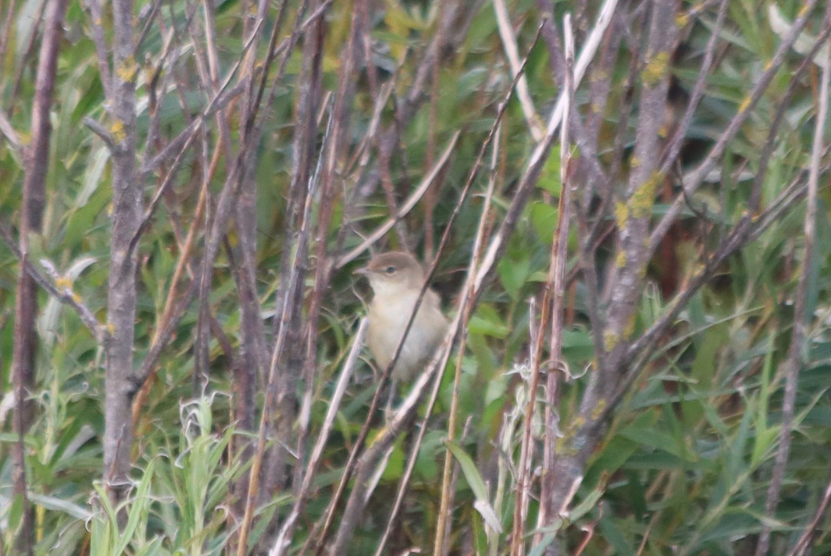 Common Reed Warbler - ML605916561