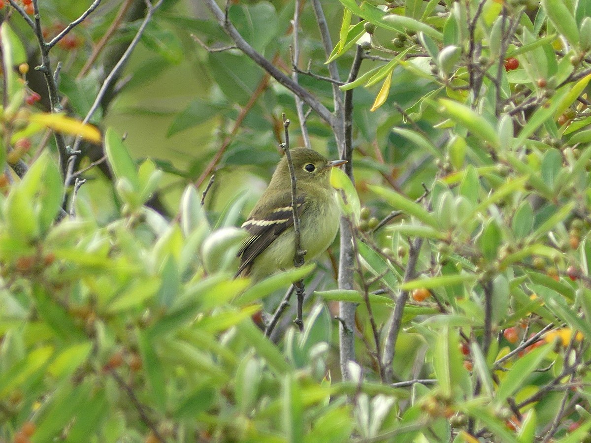 Yellow-bellied Flycatcher - ML605917441