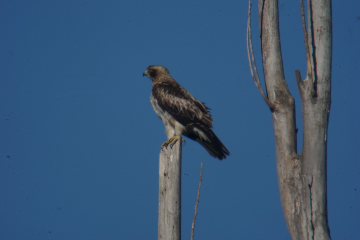 Booted Eagle - ML605917451