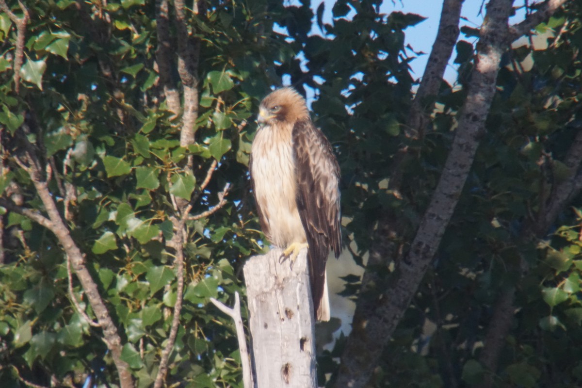 Booted Eagle - ML605917831