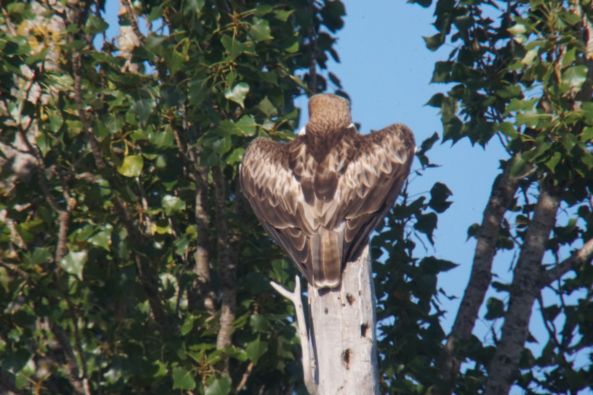 Booted Eagle - ML605917841