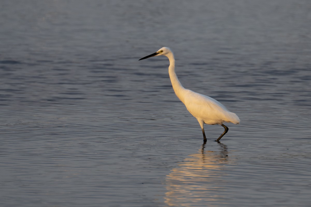 Little Egret - Yifei Zheng