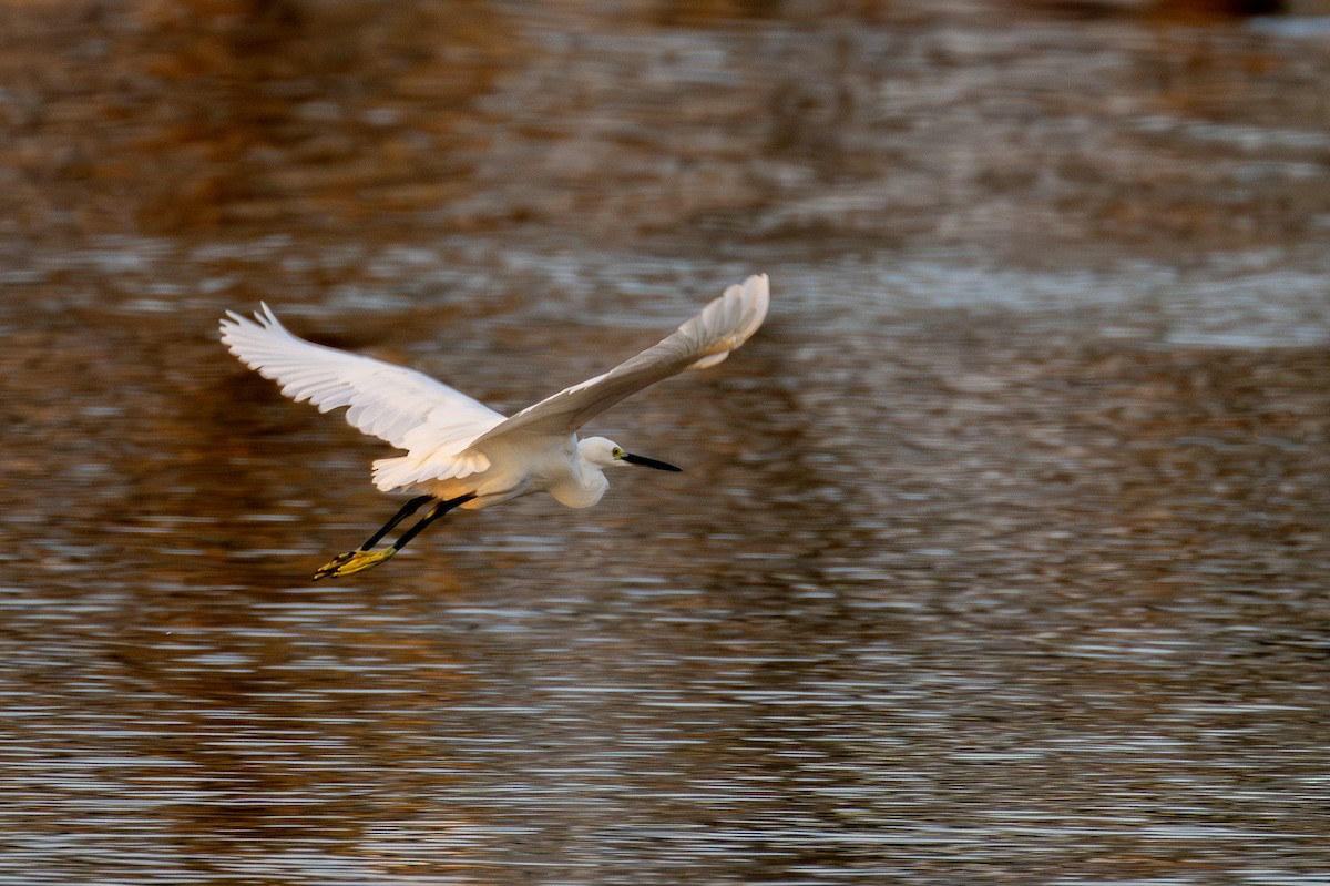 Little Egret - ML605918191