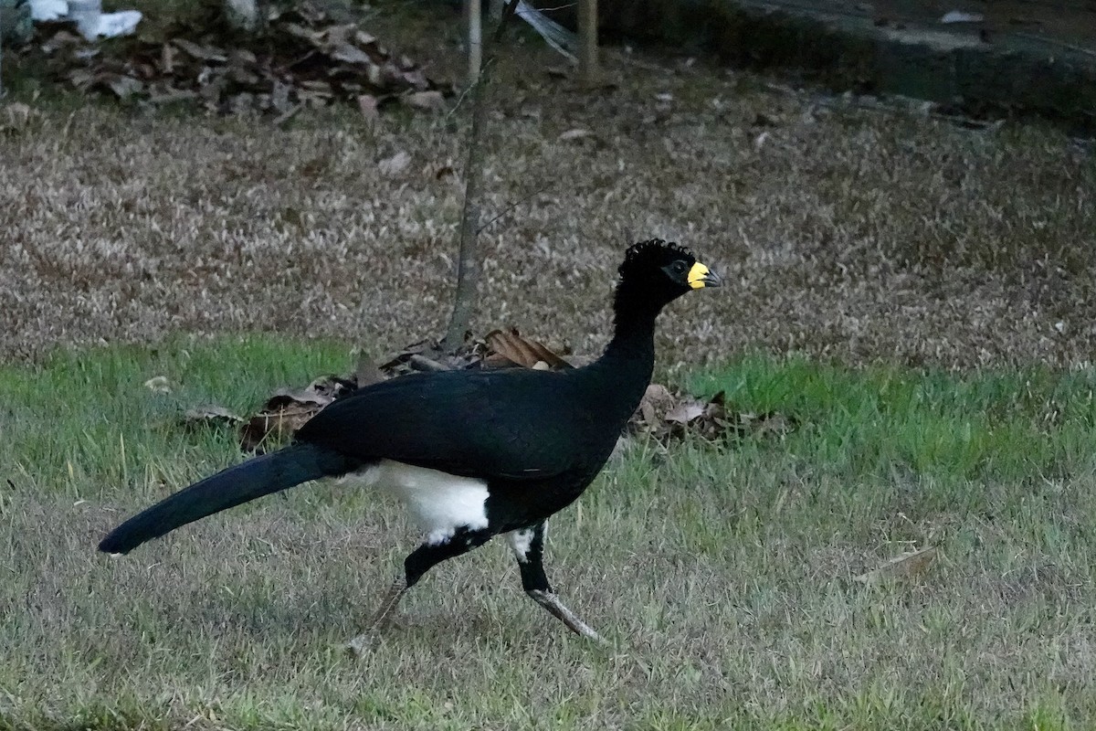 Bare-faced Curassow - ML605918691