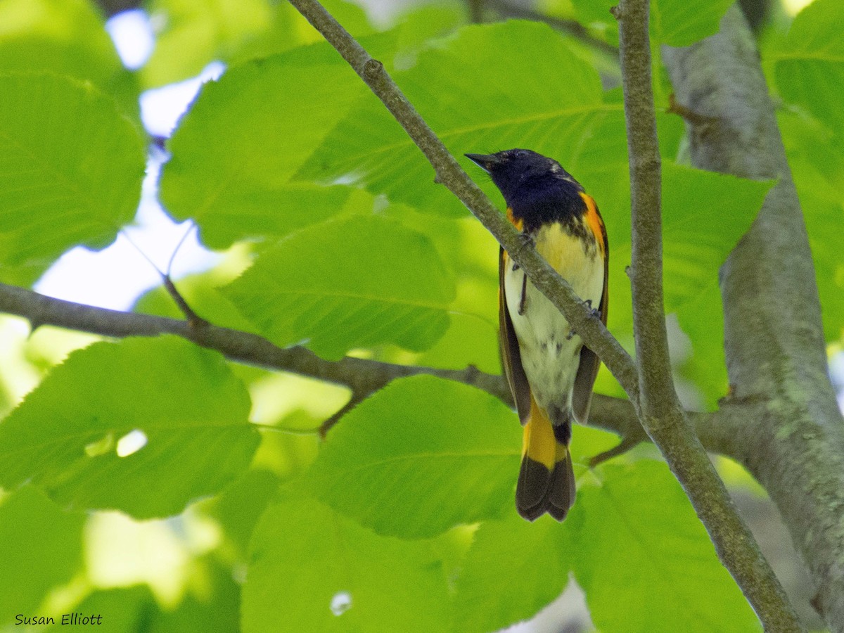 Paruline flamboyante - ML60591871