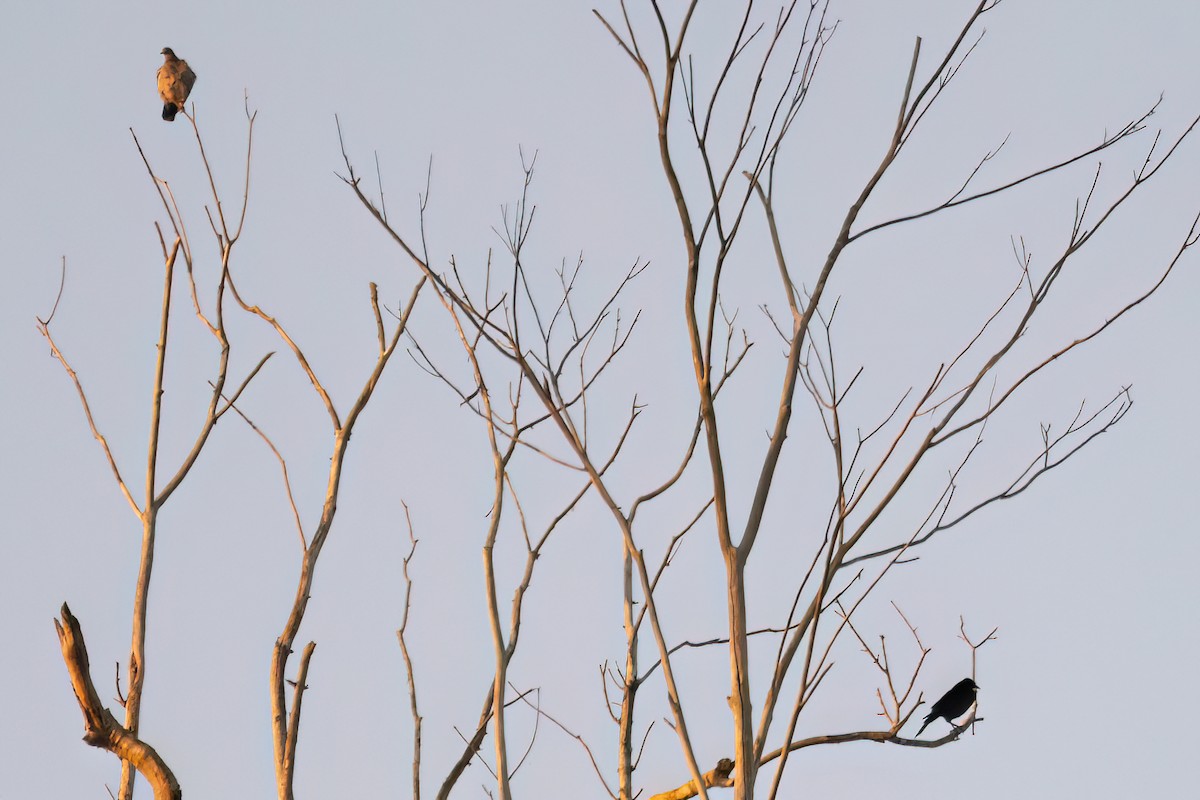 Giant Cowbird - Marcos Eugênio Birding Guide