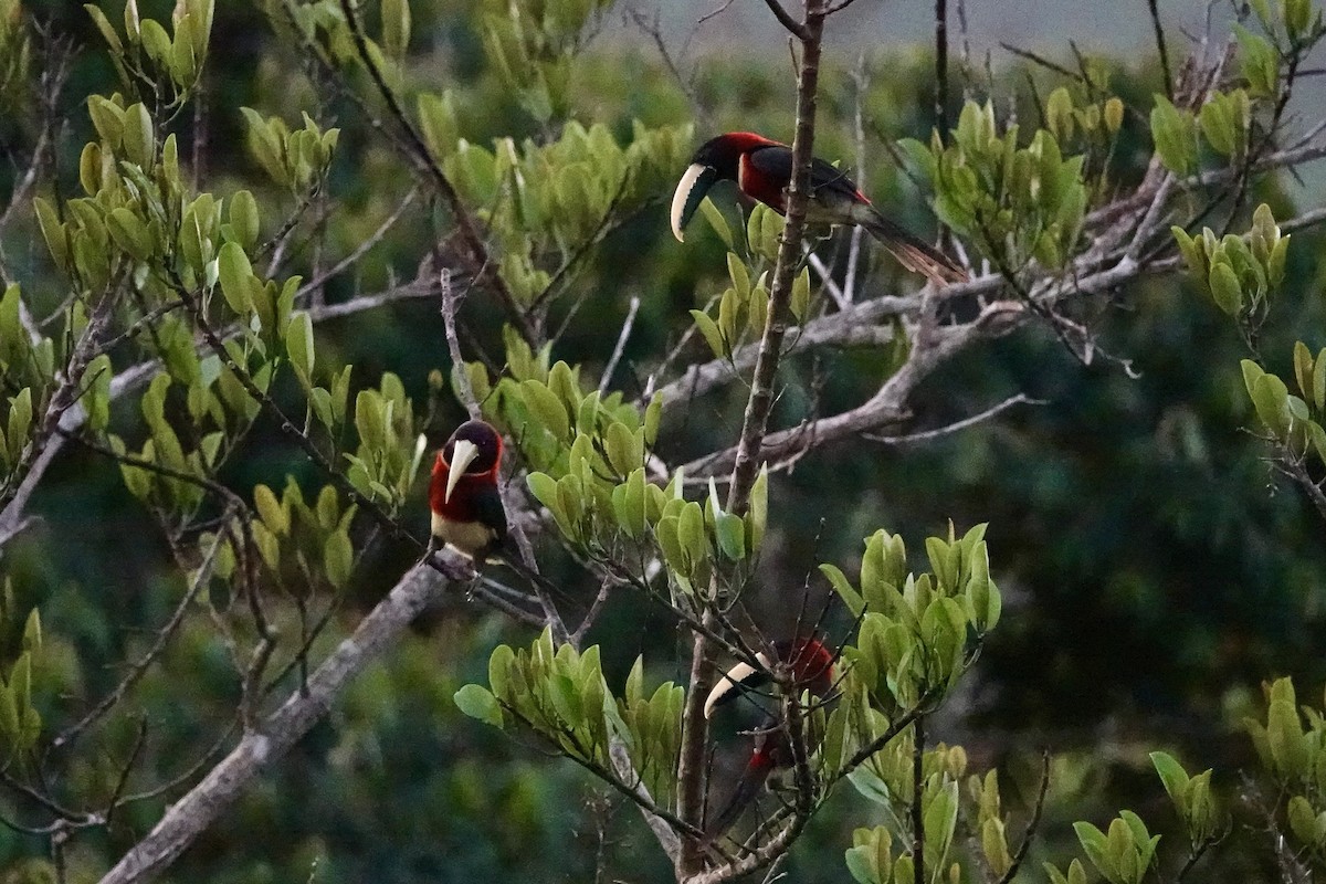 Arasarí Cuellirrojo - ML605919431