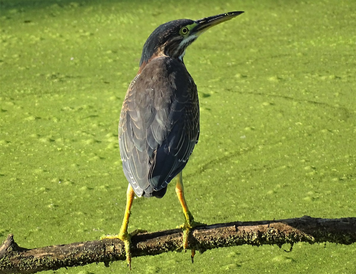 Green Heron - ML605919661
