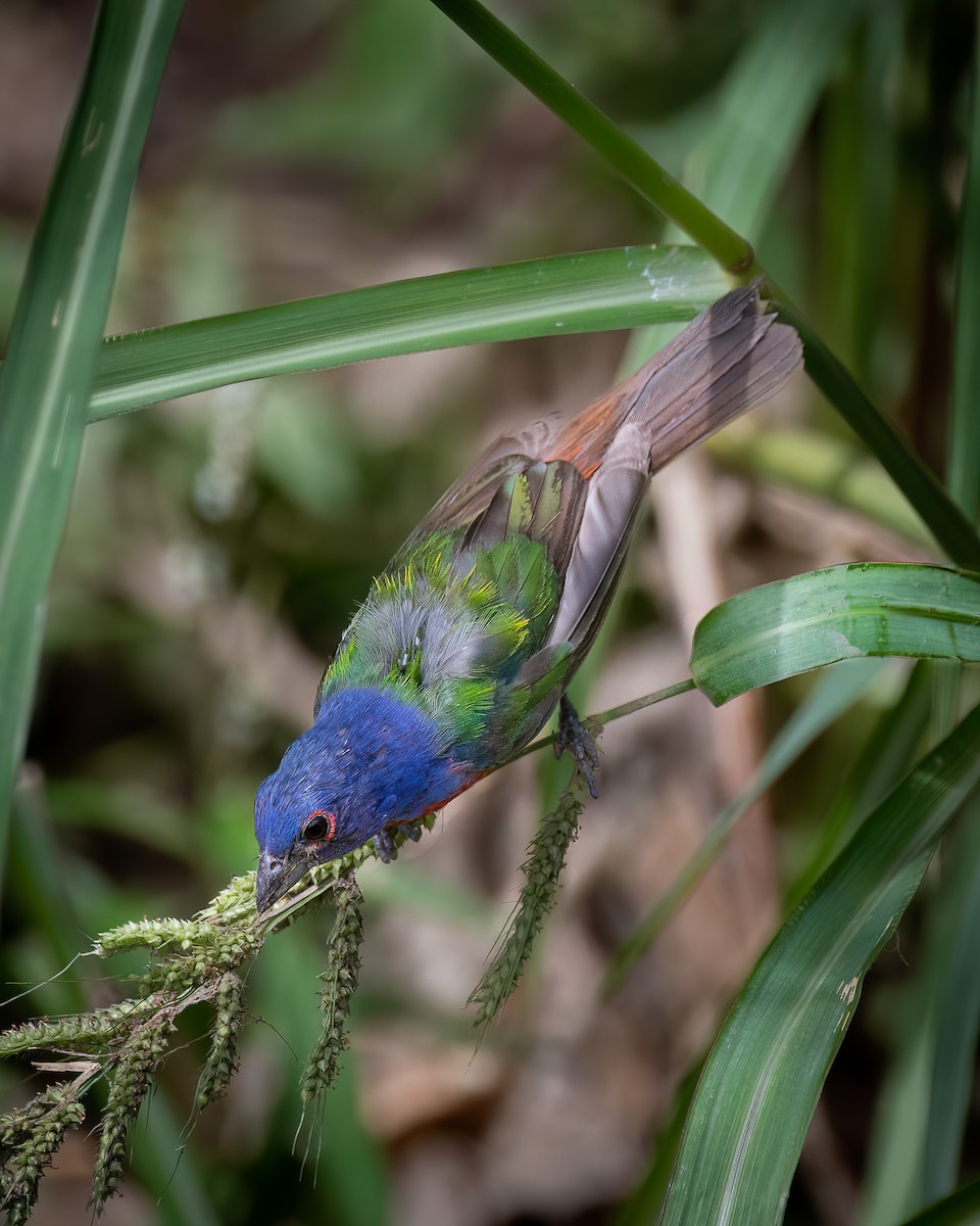 Painted Bunting - ML605921231