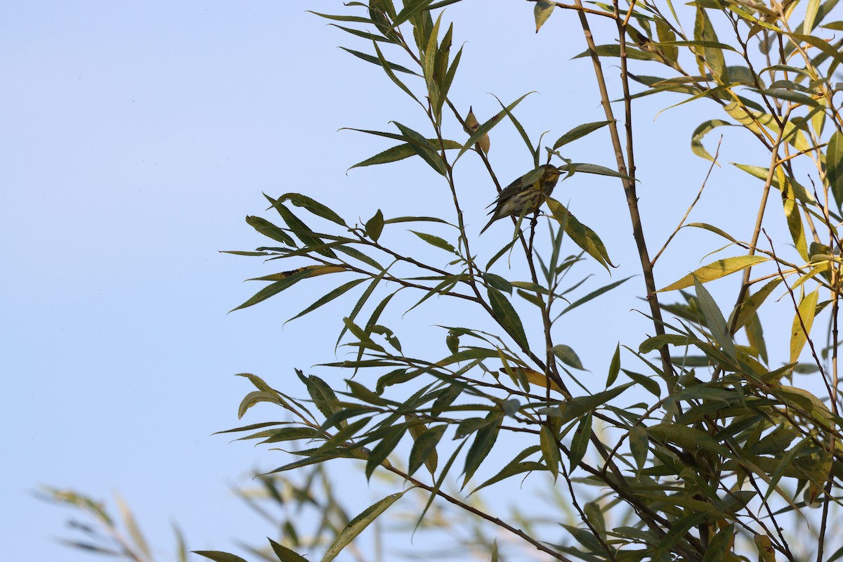 Cape May Warbler - ML605921551