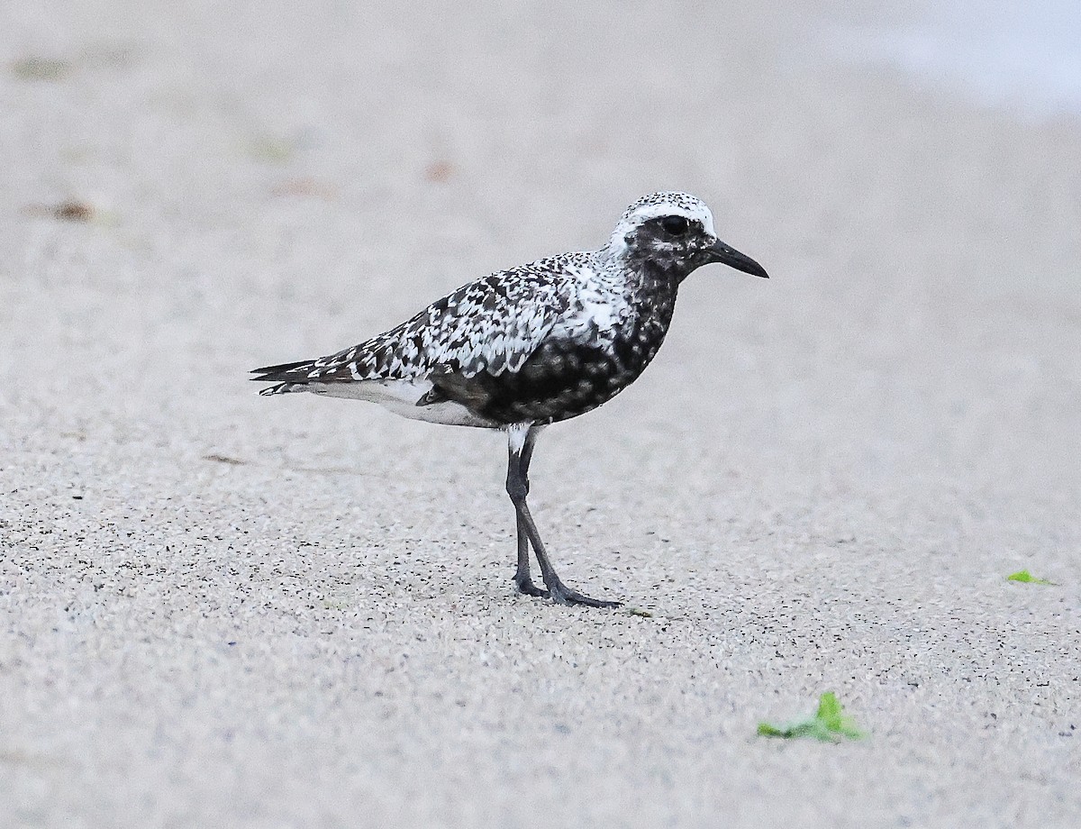 Black-bellied Plover - ML605922951