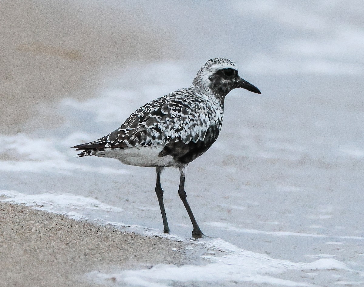 Black-bellied Plover - ML605922961