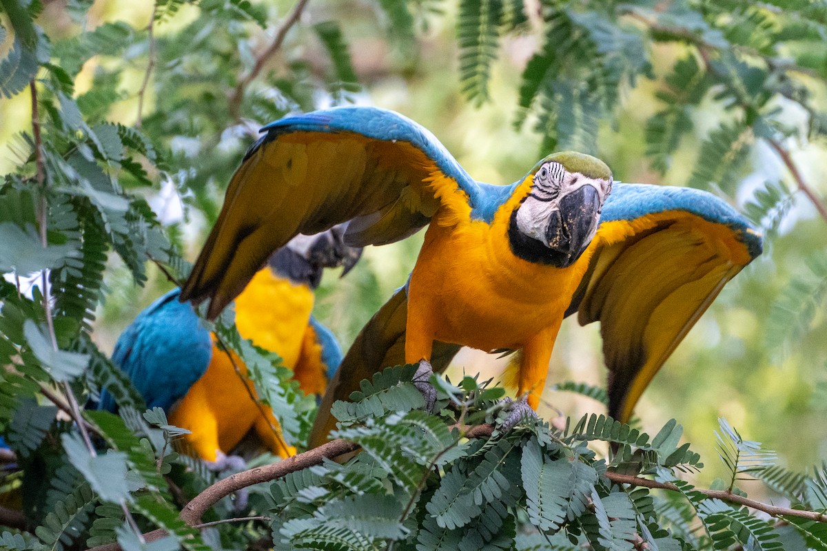 Blue-and-yellow Macaw - Deb Ellinger
