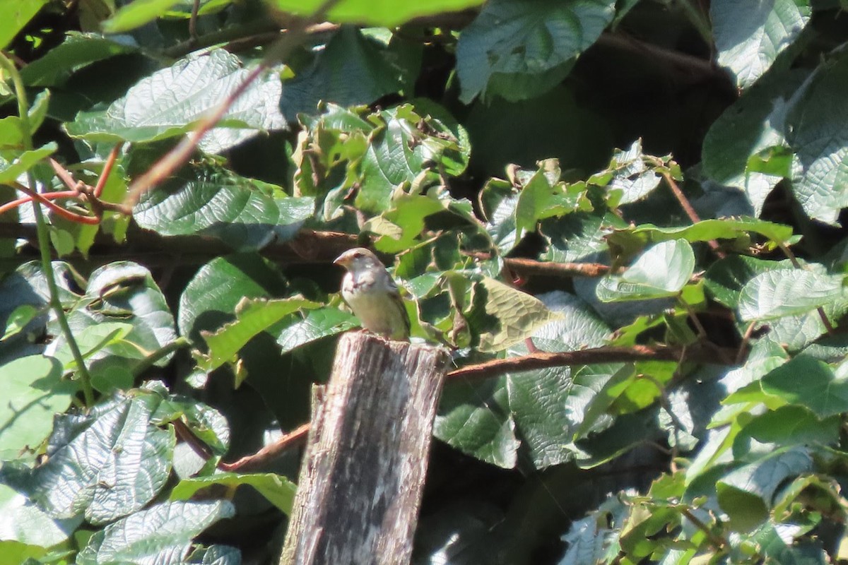 House Sparrow - ML605923451