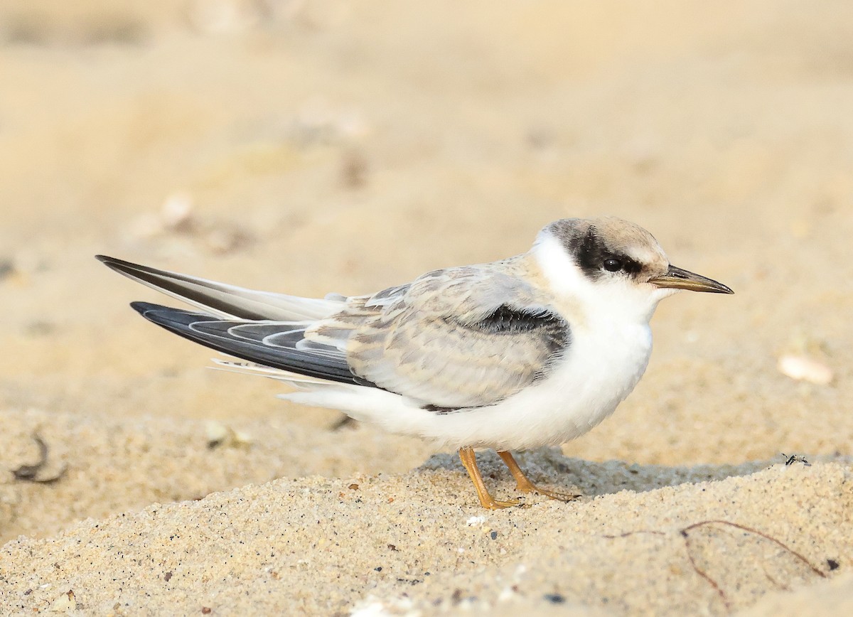 Least Tern - Tom Younkin