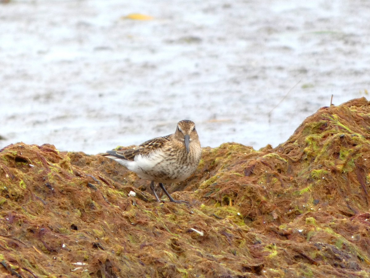 Dunlin - ML605924731