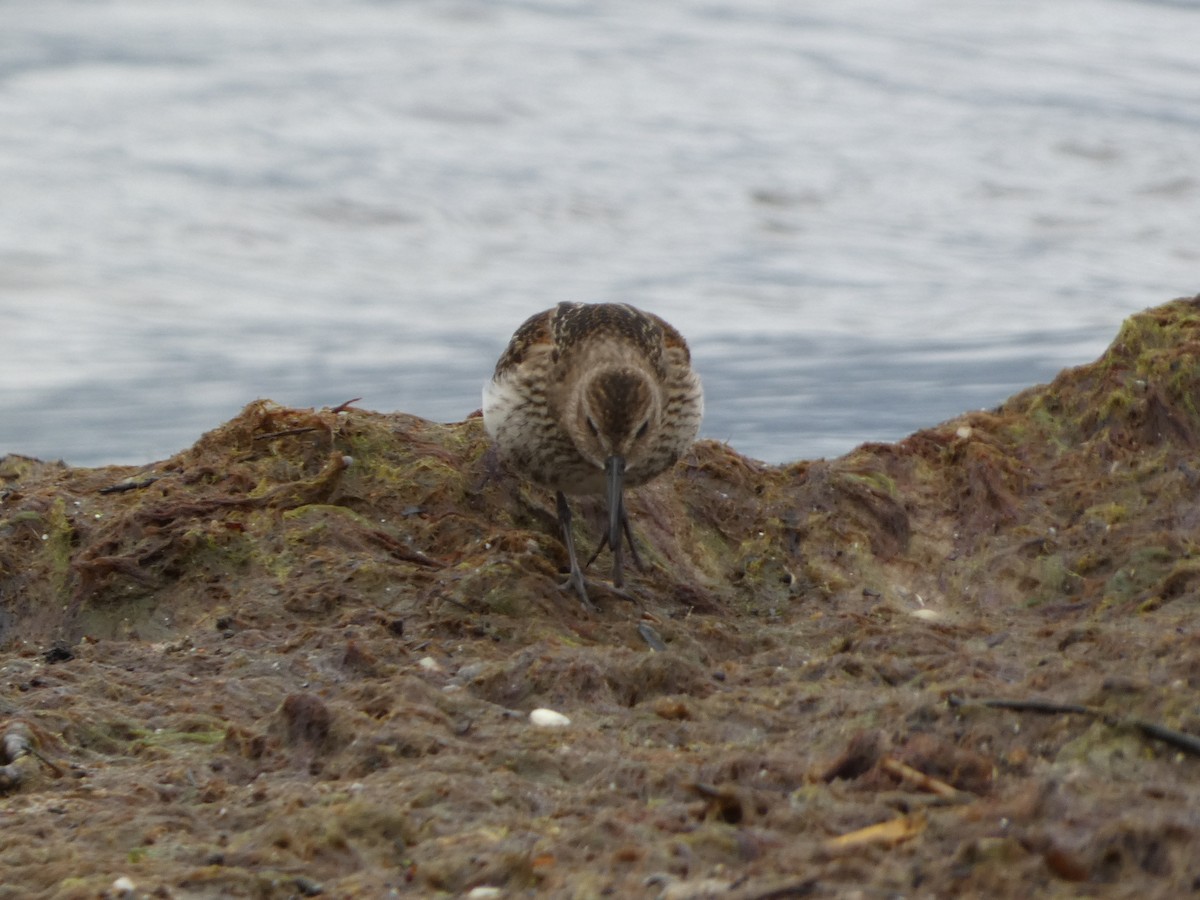 Dunlin - ML605924741