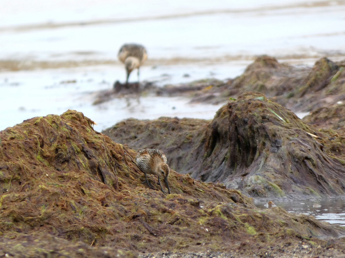 Dunlin - Pipilo erythrophthalmus