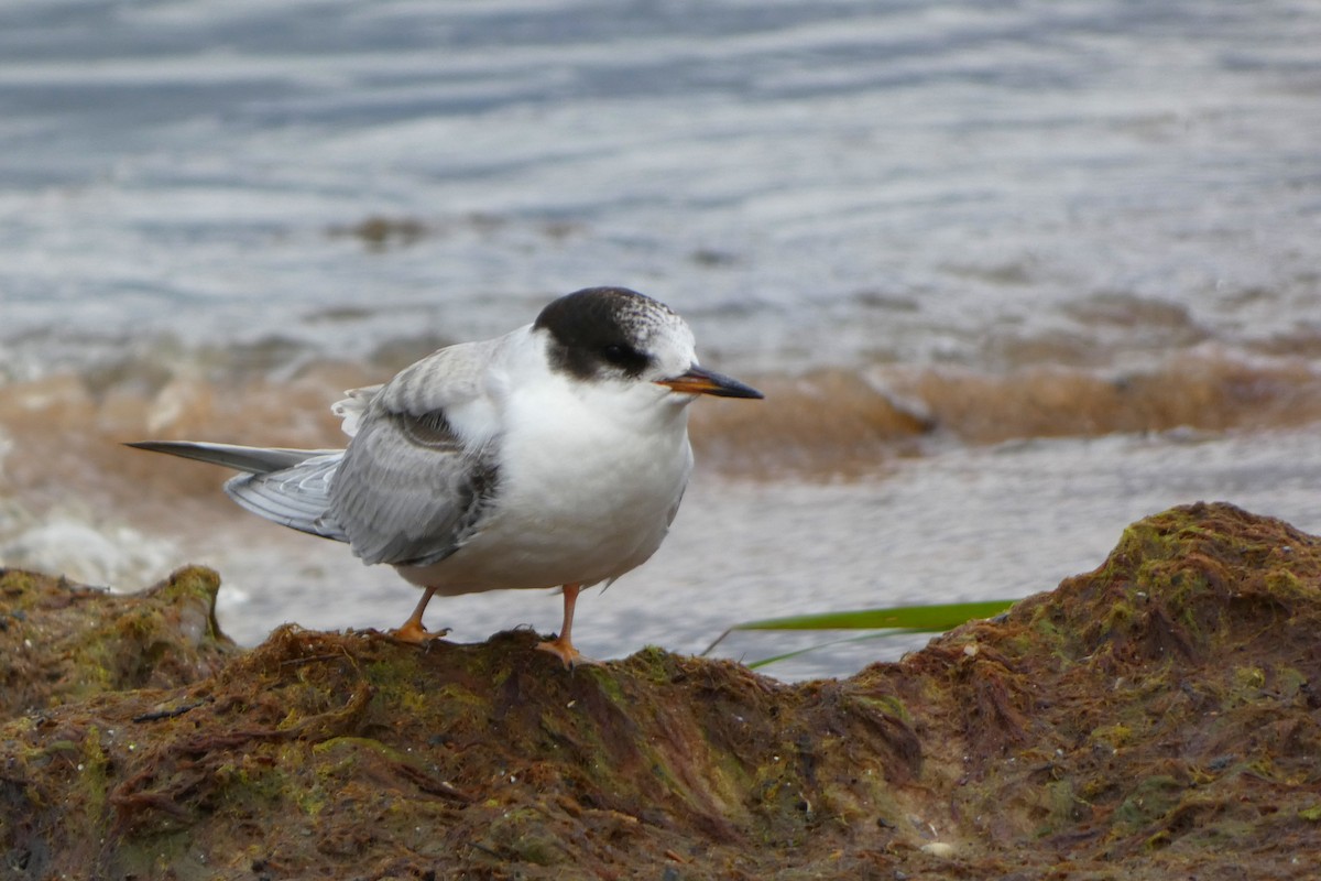 Крячок річковий (підвид hirundo/tibetana) - ML605924921