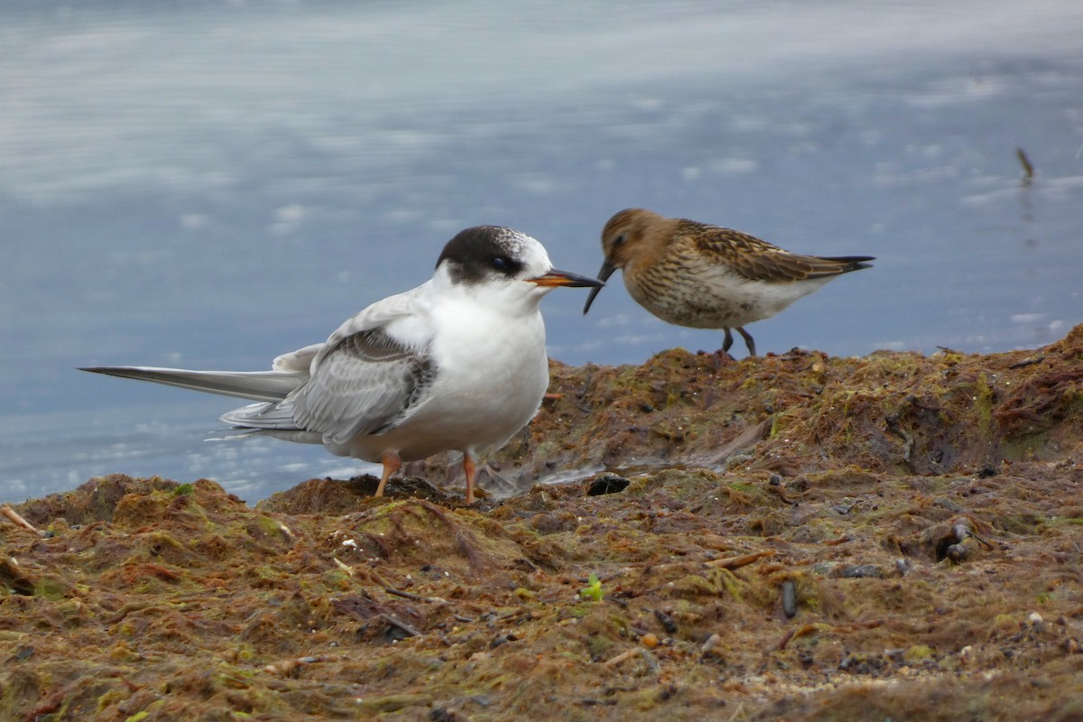 Крячок річковий (підвид hirundo/tibetana) - ML605924931