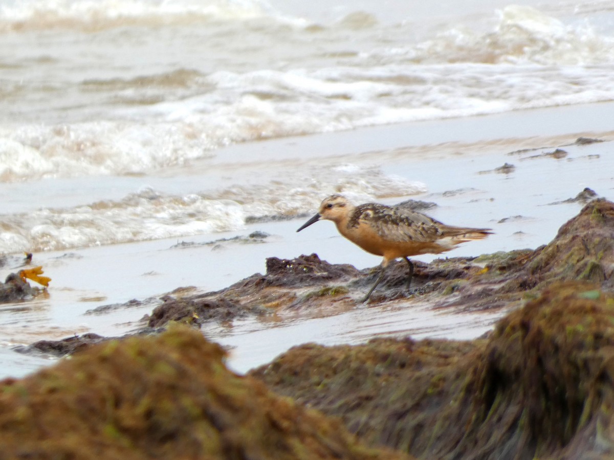 Red Knot - ML605924981